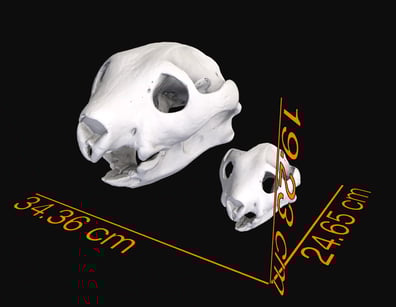 img-queensland museum-3D
