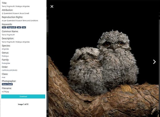 img-queensland museum-individual image from Public Portal