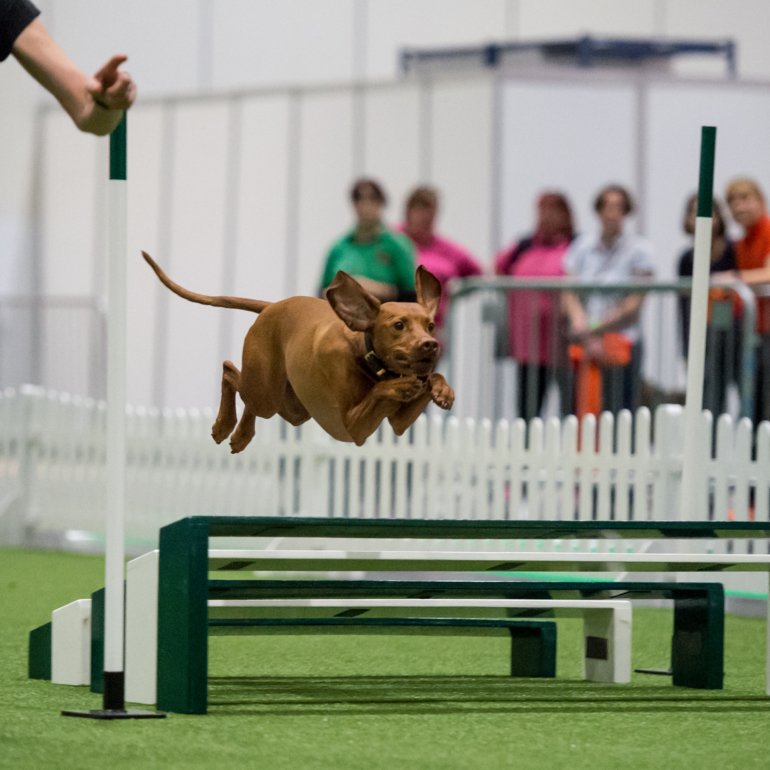 Discover Dogs 2016, Yulia Titovets / The Kennel Club ©