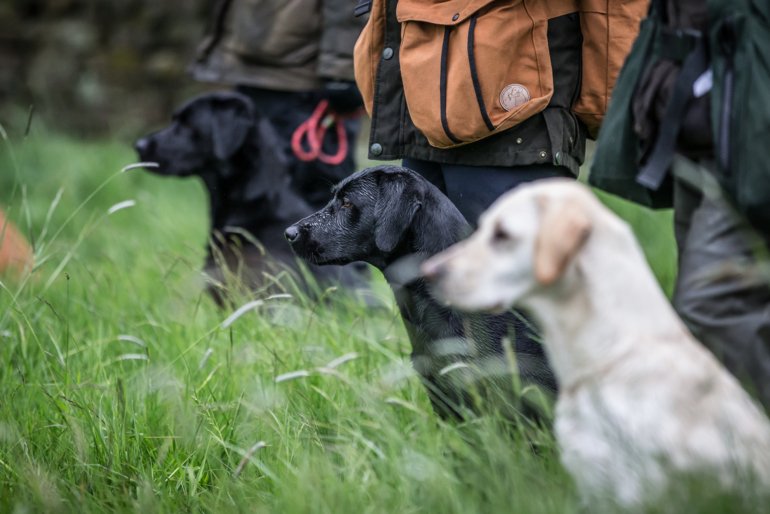 Andy Biggar / The Kennel Club ©